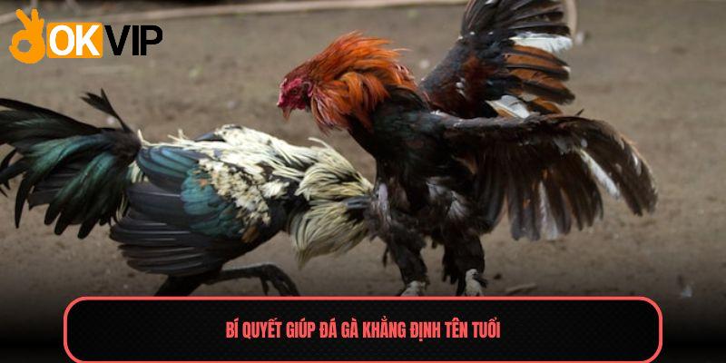 Bí quyết giúp Đá gà khẳng định tên tuổi